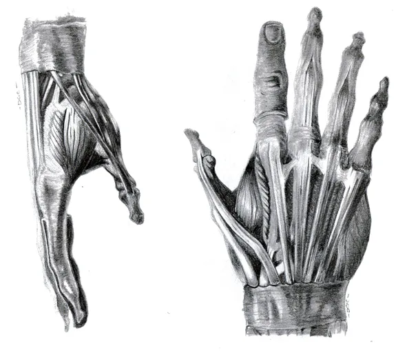Tendinopatias de la mano en las especialidades quirurgicas